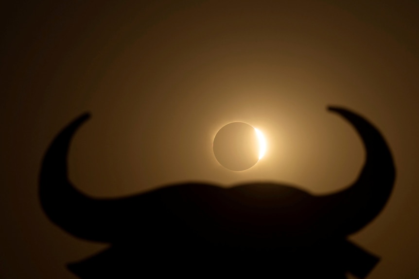 An eclipse seen behind bull horns.