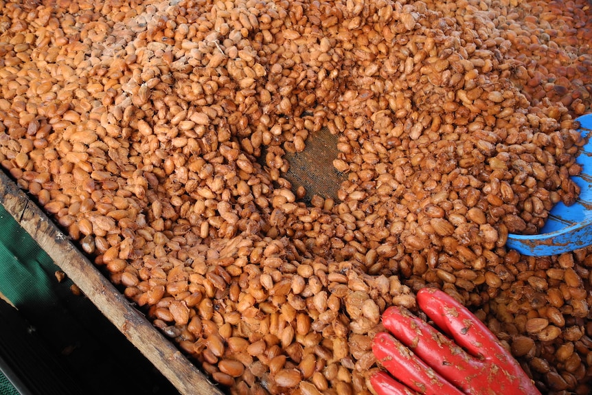 Cocoa beans fermenting.
