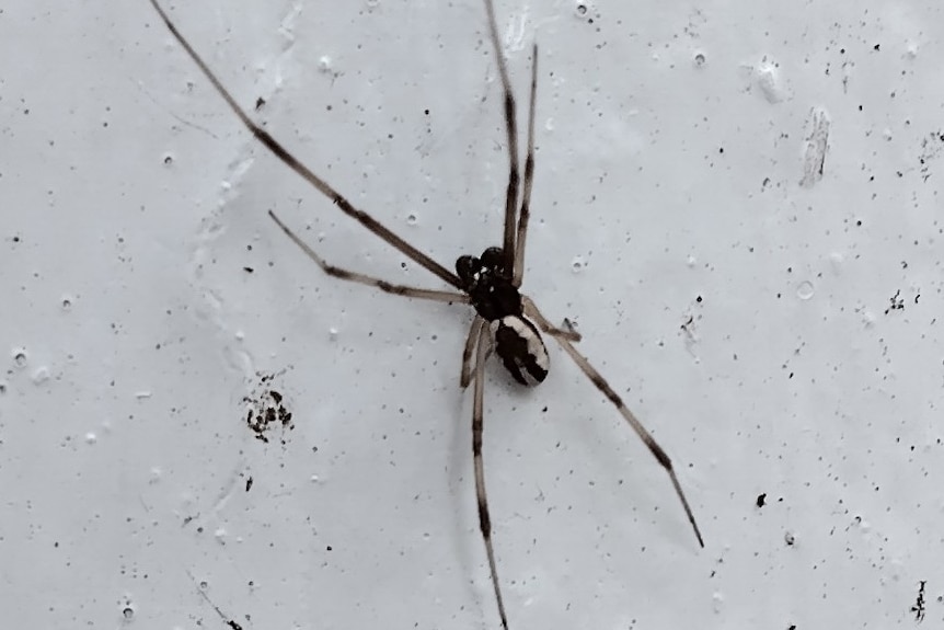 A male redback spider does not have the red back. 