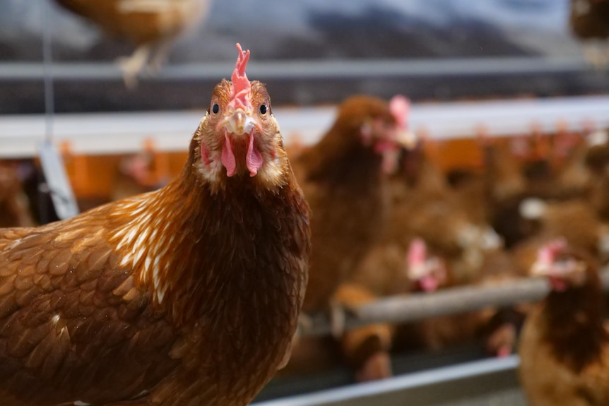 A brown chicken looks at the camera. Lots more chickens are in the background.