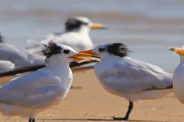 Greater Crested Turns