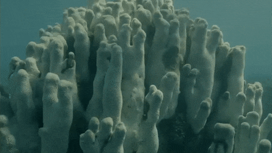 Ningaloo Reef has suffered a bleaching event.