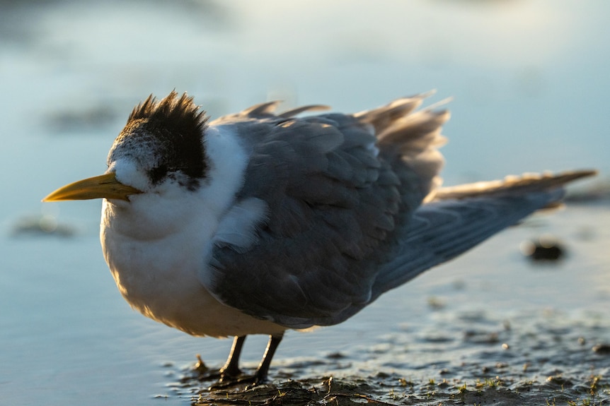 A bird stand in water at a beach.