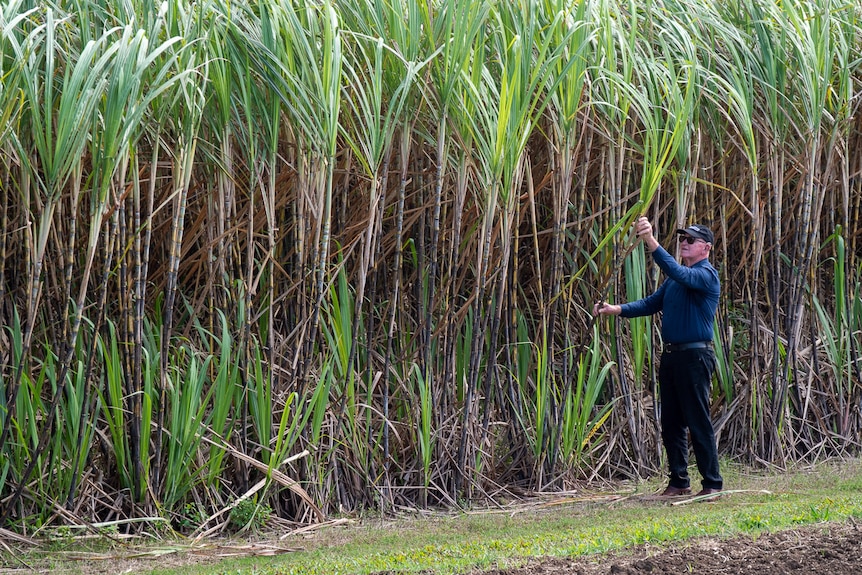 man in dark blue shirt checking stalk of sugar cane