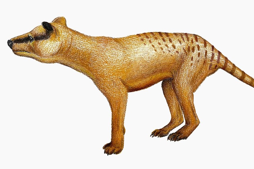 A dingo-like animal with a striped back.