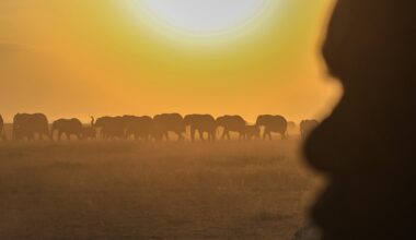 Farmers in Kenya dispute that cyanide poisoning could have killed 15 elephants