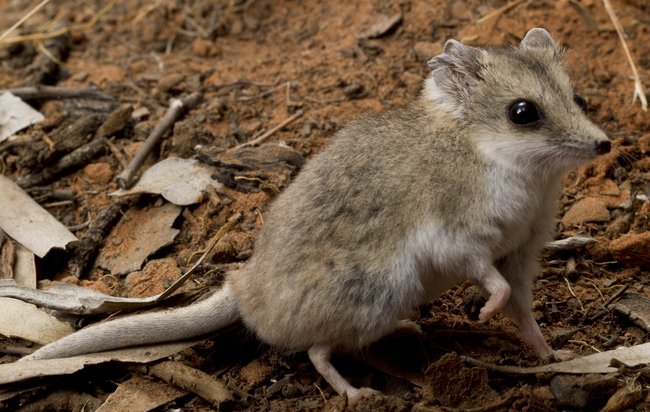 The fat-tailed dunnart.