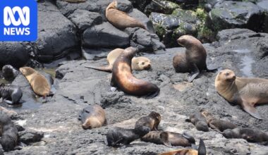 Deen Maar Island fur seal population plummets as pollution affects pups