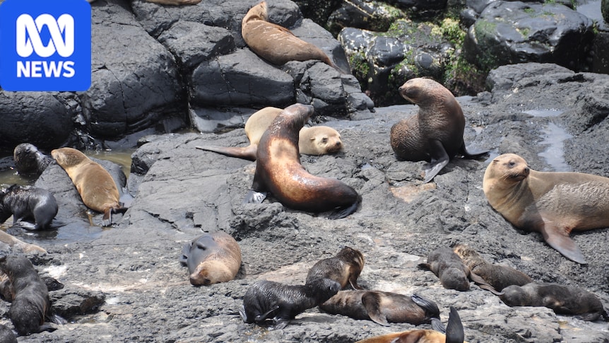 Deen Maar Island fur seal population plummets as pollution affects pups