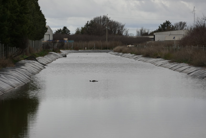 A canal of water with a dead kangaroo in the middle surrounded by black plastic lining and fencing.