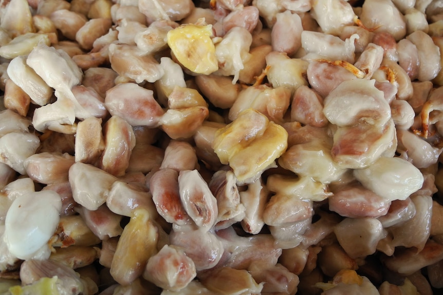 Cocoa beans fresh out of the pod surrounded by white flesh.