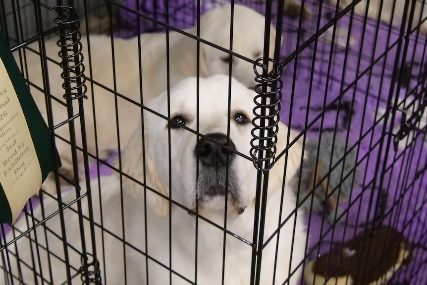 A golden retriever in a black cage looking at the camera