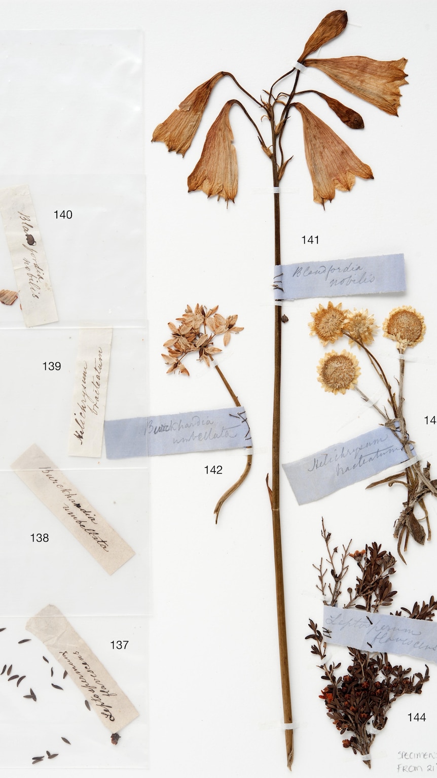 Image of a collection from the Scott sisters, with pressed flowers carefully labelled on a page.