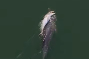 A dead baby dolphin balance atop her mother's back in green ocean waters.