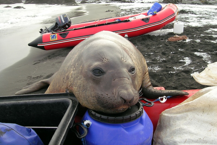 An elephant seal leans its head on a red dinghy and equipment.