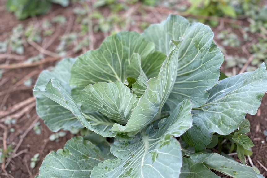 cabbage growing in ground outside