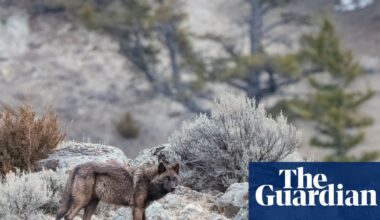Trump rollback of US forest protections could accelerate extinction of 400 endangered species | US news