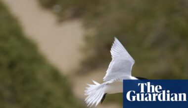 Suspected mass bird flu deaths found in second state as Murray Watt warns ‘this is the beginning’ | Bird flu