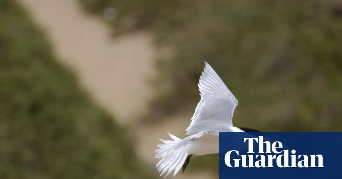 Suspected mass bird flu deaths found in second state as Murray Watt warns ‘this is the beginning’ | Bird flu