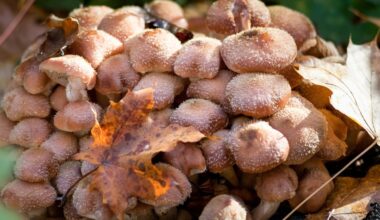 Armillaria ostoyae