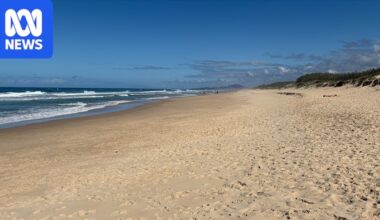 Bird found on Castaways Beach is Queensland's second case of H5 avian flu