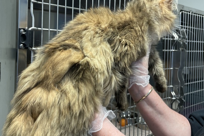 A cat with a very matted coat.