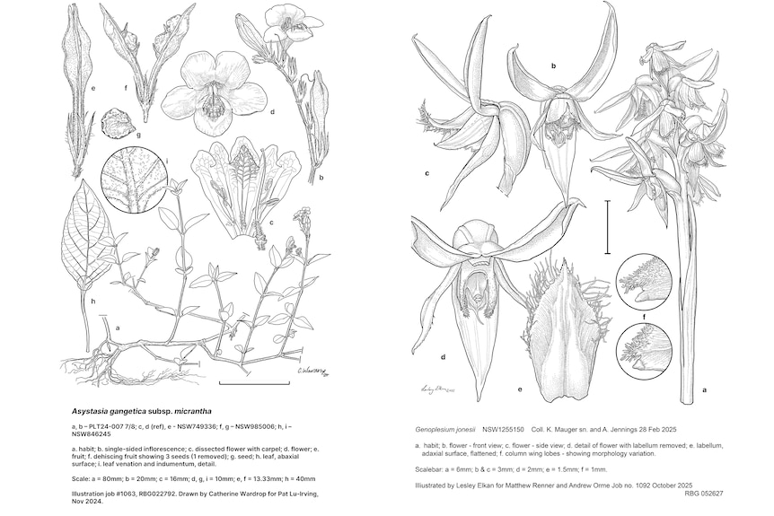 Two black and white detailed scientific drawings of flowers with different angles of different parts.