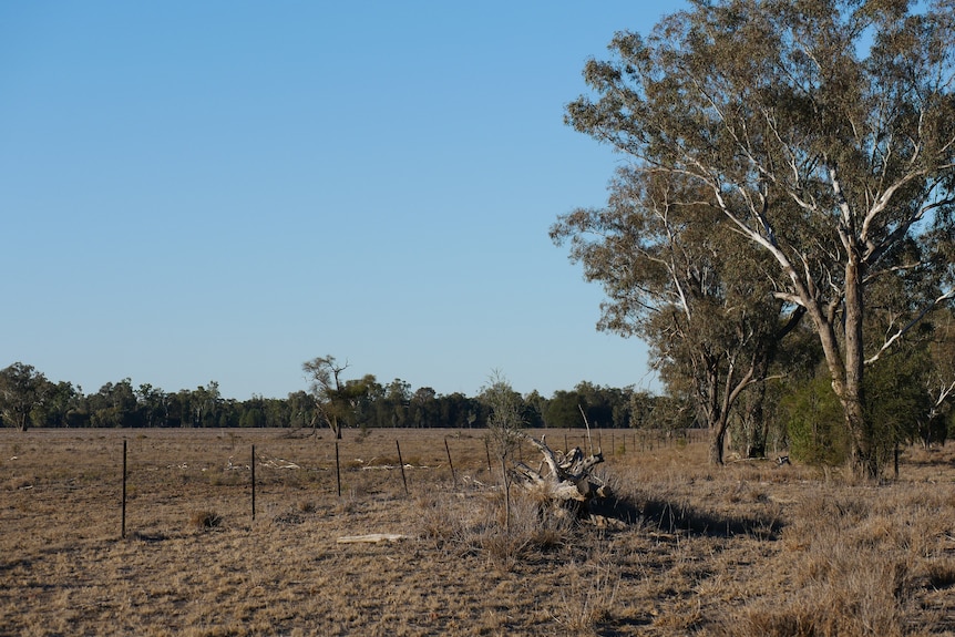 Wide paddock of dried grass