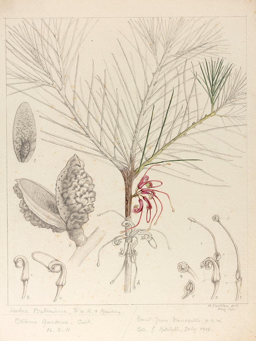 A botanical illustration of Hakea bakeriana by Margaret Flockton.