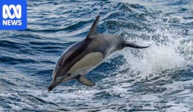 First H5N1 bird flu detection confirmed in Australian dolphin