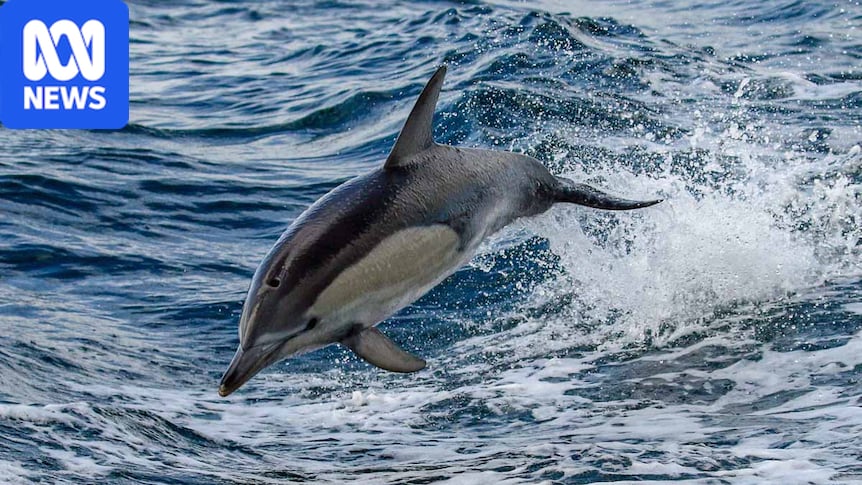 First H5N1 bird flu detection confirmed in Australian dolphin
