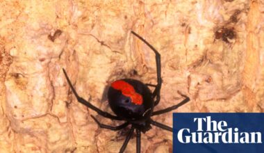 Male redback spiders invite cannibalism through a ‘self-sacrificial somersault’ during sex – but why? | Spiders