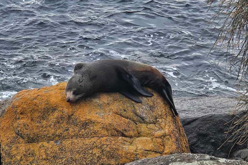 A small brown seal resting on a yellow rock next to the water