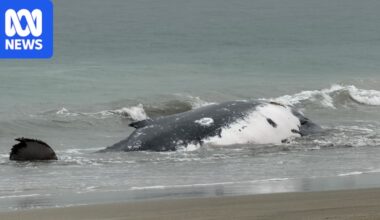Wildlife authorities respond after humpback whale beached in Perth's south