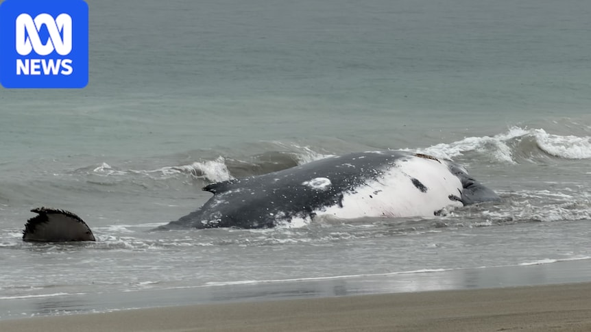 Wildlife authorities respond after humpback whale beached in Perth's south