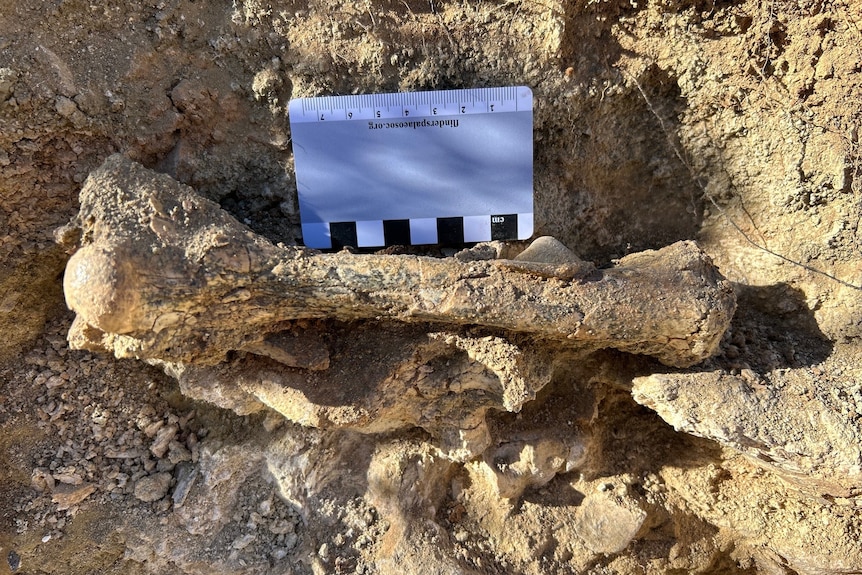 a bone in dirt with a metallic ruler parallel to the bone