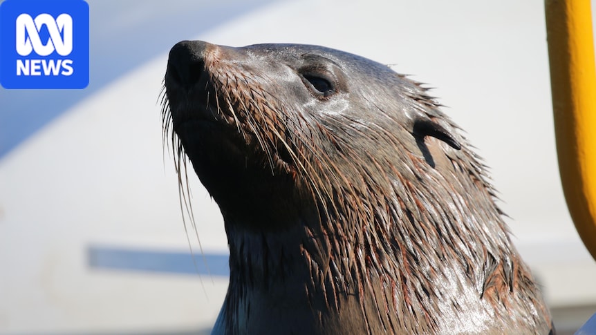 Bird flu suspected to have spread to seal at key breeding ground off Kangaroo Island