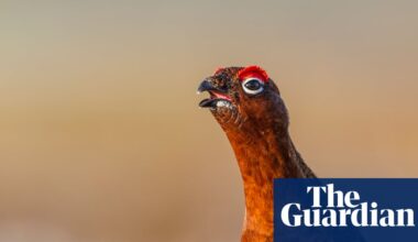 Top chefs find grouse in short supply as wildfires add to heat over shoots | Rural affairs