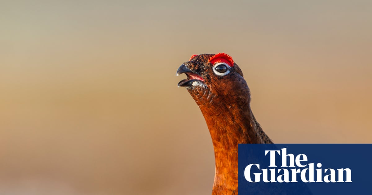 Top chefs find grouse in short supply as wildfires add to heat over shoots | Rural affairs