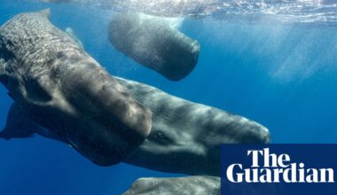 How decoding beluga whales’ chitchat may save them – and teach us more about ourselves | Whales
