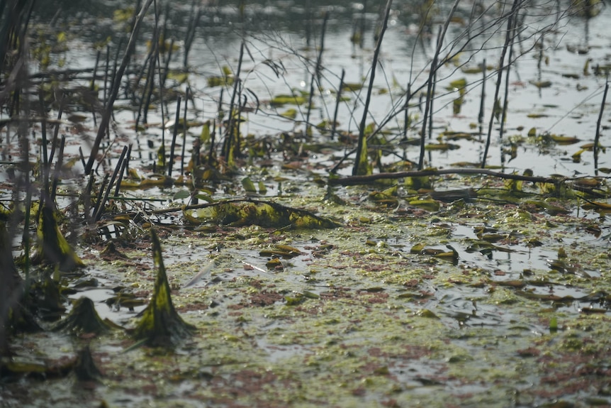 Close up photo of the rich green and red vegetation at Teal Flat wetland. 
