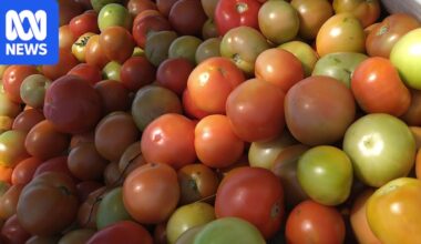 Compost made from food waste could improve tomato flavour