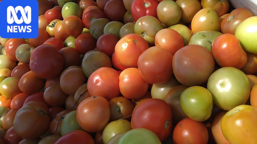 Compost made from food waste could improve tomato flavour
