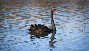 H5 bird flu: Black swans, Monkey Mia dolphins and Tasmanian devils at high risk on Government’s ‘doom sheet’