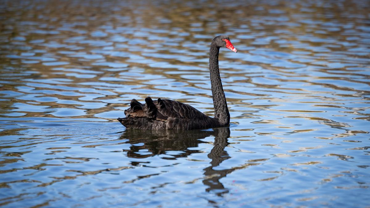 H5 bird flu: Black swans, Monkey Mia dolphins and Tasmanian devils at high risk on Government’s ‘doom sheet’