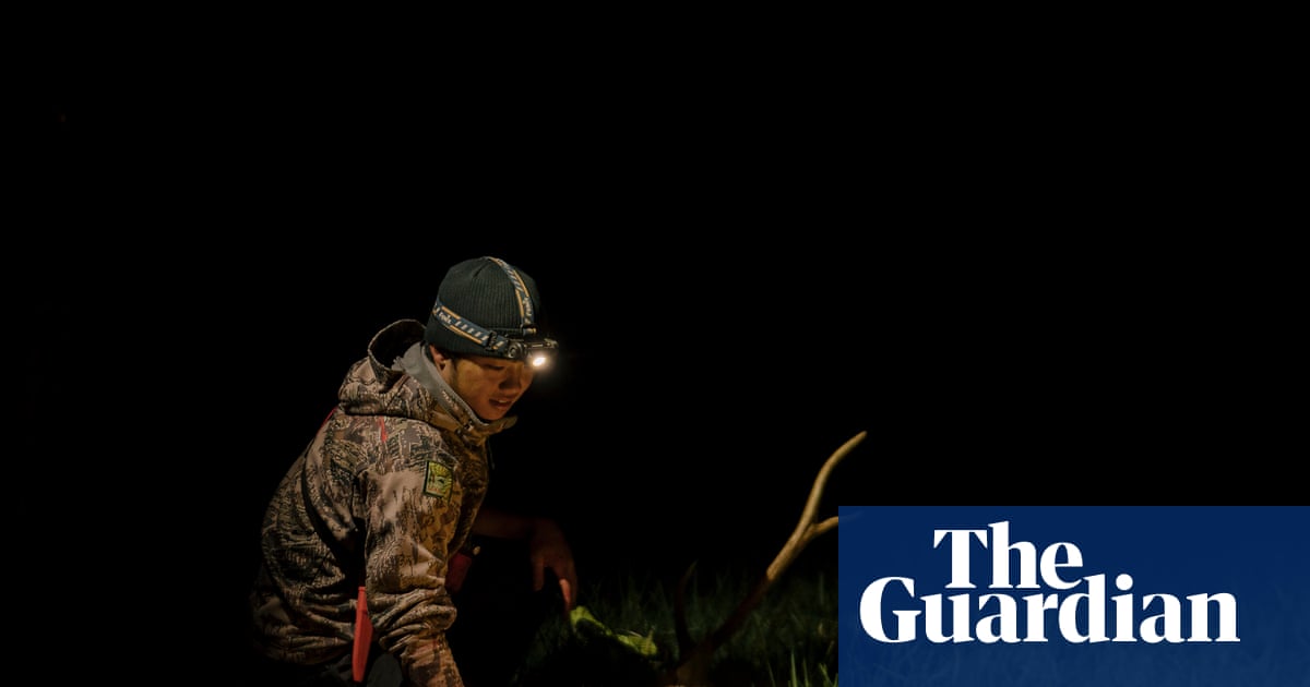 Destructive and delicious: how an invasive deer in Hawaii is being turned into dinner | Hawaii