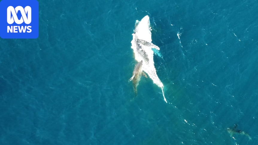 Drone pilot films great white, tiger sharks gorging on whale carcass off Bawley Point