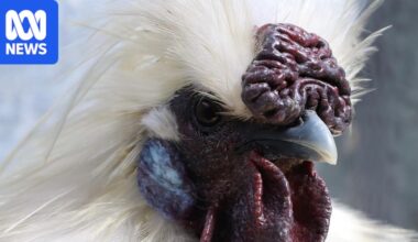 Farmers 'very nervous', Hobart poultry show cancelled as bird flu H5N1 reaches Tasmania