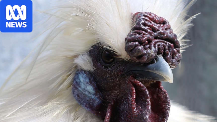 Farmers 'very nervous', Hobart poultry show cancelled as bird flu H5N1 reaches Tasmania