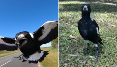 ‘Too much of a coincidence’: Six magpies found hurt as Australians brace for swooping season